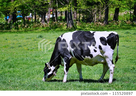 Hokkaido ranch scenery Hokkaido ranch scenery 115520897