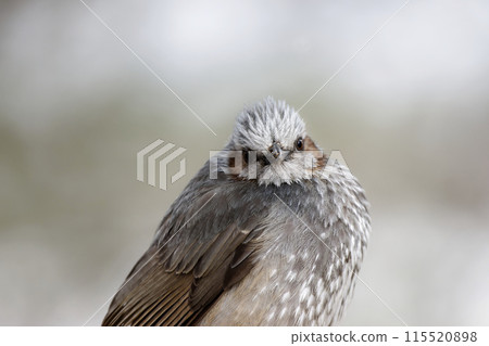 Cute wild bird, brown-eared bulbul Cute wild bird, brown-eared bulbul 115520898