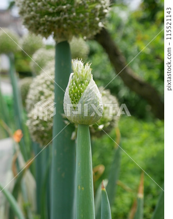 Onion head 20240501 115521143