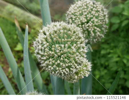 Onion head 20240504 Onion head 20240504 115521146