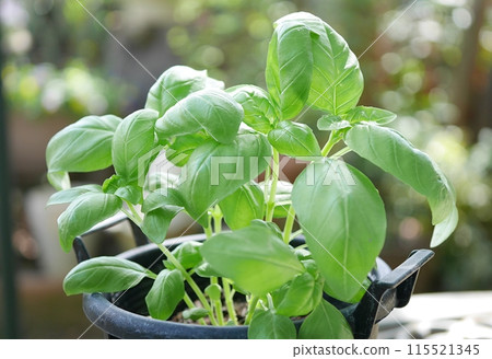 Basil seedlings 20240402 115521345