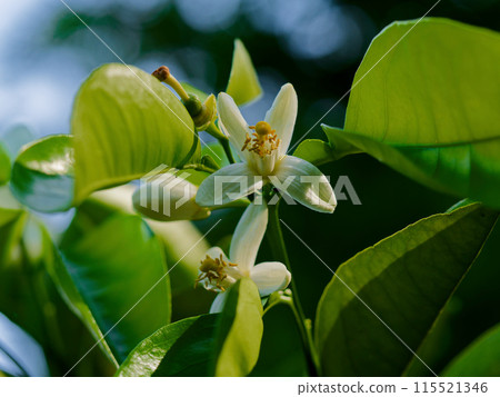 Rutaceae summer citrus flower Rutaceae summer citrus flower 115521346