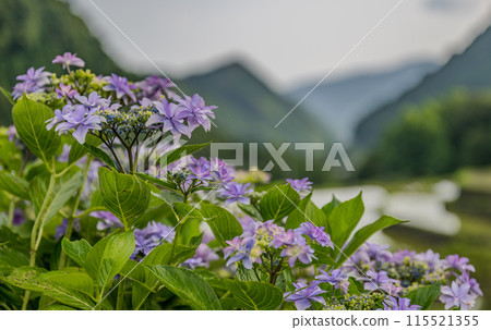 Scenery of the Bansho rice terraces with blooming hydrangeas at dusk Scenery of the Bansho rice terraces with blooming hydrangeas at dusk 115521355