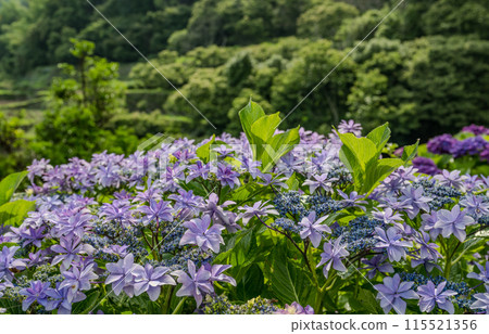 Scenery of the Bansho rice terraces with blooming hydrangeas at dusk Scenery of the Bansho rice terraces with blooming hydrangeas at dusk 115521356