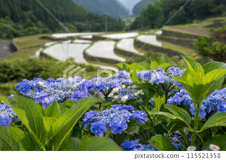 黃昏時分紫陽花盛開的番所梯田景色 黃昏時分紫陽花盛開的番所梯田景色 115521358