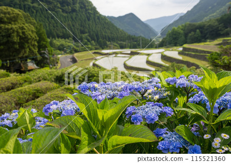 黃昏時分紫陽花盛開的番所梯田景色 115521360
