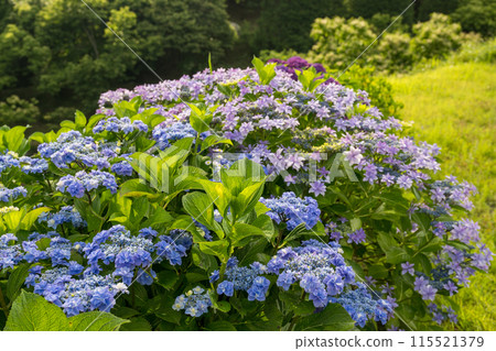 黃昏時分紫陽花盛開的番所梯田景色 115521379