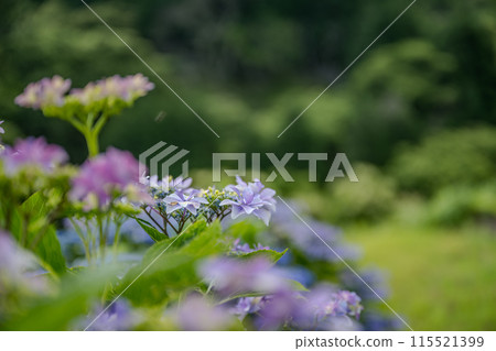 Scenery of the Bansho rice terraces with blooming hydrangeas at dusk 115521399