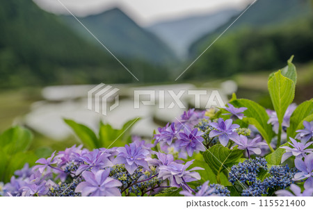 Scenery of the Bansho rice terraces with blooming hydrangeas at dusk Scenery of the Bansho rice terraces with blooming hydrangeas at dusk 115521400