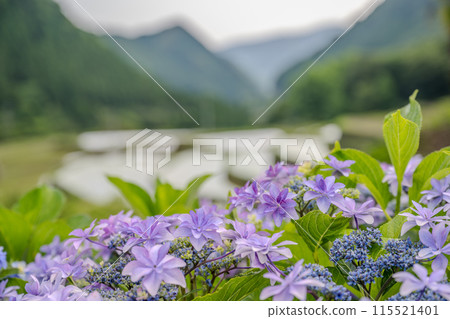 黃昏時分紫陽花盛開的番所梯田景色 黃昏時分紫陽花盛開的番所梯田景色 115521401