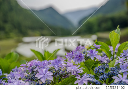 黃昏時分紫陽花盛開的番所梯田景色 115521402