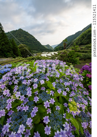 Scenery of the Bansho rice terraces with blooming hydrangeas at dusk Scenery of the Bansho rice terraces with blooming hydrangeas at dusk 115521411