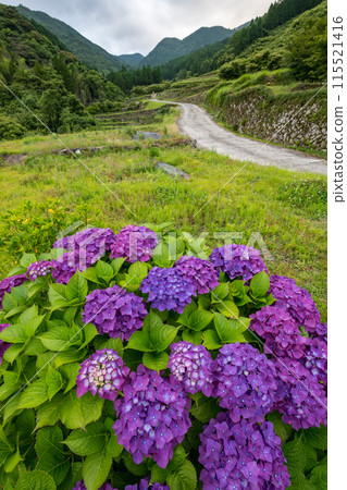 Scenery of the Bansho rice terraces with blooming hydrangeas at dusk Scenery of the Bansho rice terraces with blooming hydrangeas at dusk 115521416