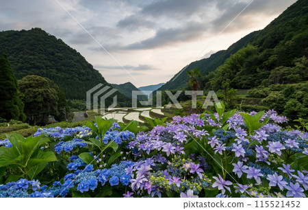 Scenery of the Bansho rice terraces with blooming hydrangeas at dusk 115521452