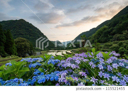 黃昏時分紫陽花盛開的番所梯田景色 115521455