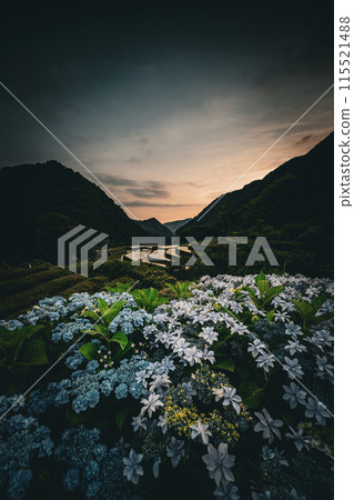 Scenery of the Bansho rice terraces with blooming hydrangeas at dusk Scenery of the Bansho rice terraces with blooming hydrangeas at dusk 115521488