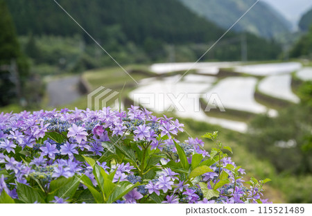黃昏時分紫陽花盛開的番所梯田景色 黃昏時分紫陽花盛開的番所梯田景色 115521489