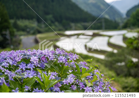 Scenery of the Bansho rice terraces with blooming hydrangeas at dusk Scenery of the Bansho rice terraces with blooming hydrangeas at dusk 115521493