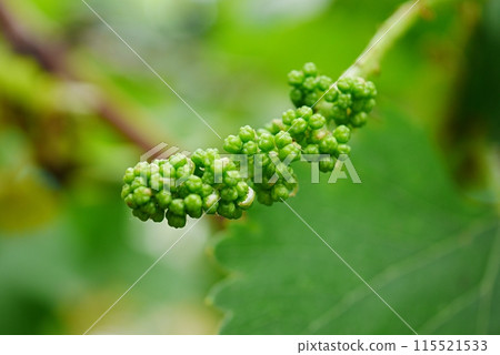 葡萄花蕾20240501 葡萄花蕾20240501 115521533