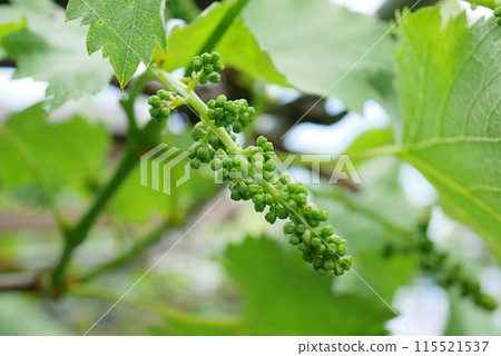 葡萄花蕾20240503 115521537