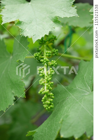 葡萄花蕾20240504 115521538