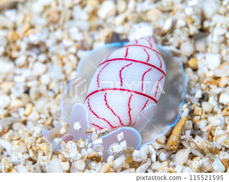 Benishibori 115521595