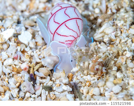 紅西堀 紅西堀 115521598