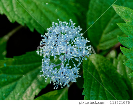 Pure blue flower, Hydrangea macrophylla blooms Pure blue flower, Hydrangea macrophylla blooms 115521676