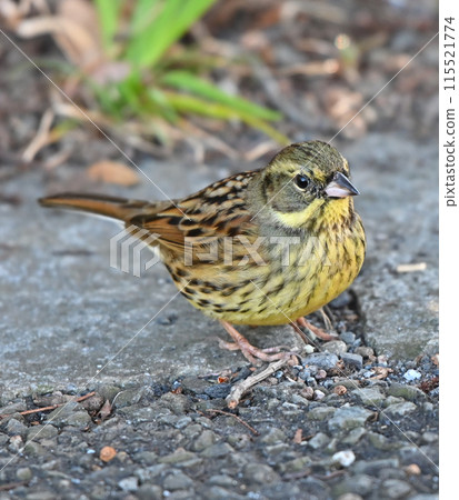 野鳥 野鳥 115521774