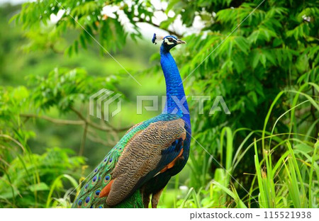 A peacock with vibrant feathers 115521938