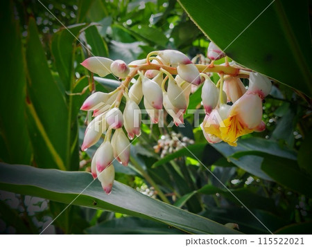 月桃花在晨露的照耀下，呈現出各種色彩 115522021