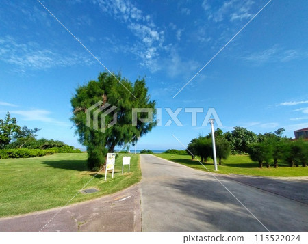 通往海岸的路邊的木麻黃和藍天 通往海岸的路邊的木麻黃和藍天 115522024