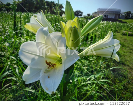 長耳百合,背景是遠處的觀景台 長耳百合,背景是遠處的觀景台 115522037