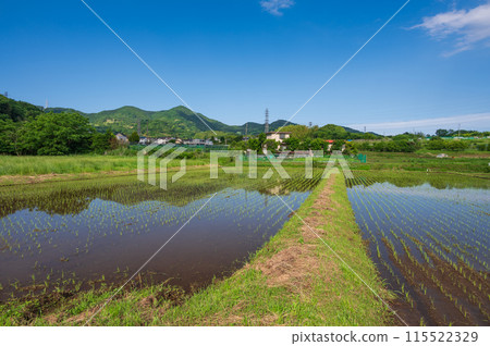 Hadano's original scenery, Tahara Furusato, rural area in early summer 115522329
