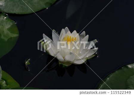 White water lily flower White water lily flower 115522349