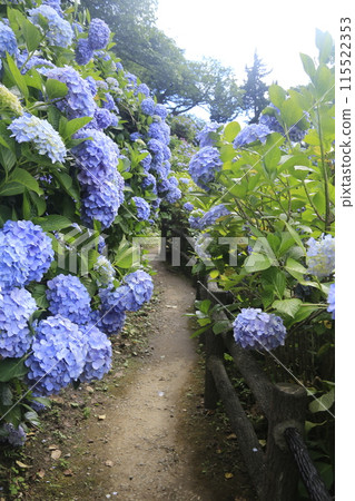 下田城跡公園紫陽花節 115522353