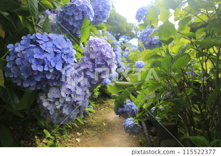 下田城跡公園紫陽花節 115522377