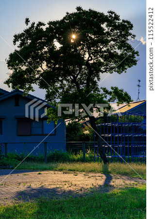 A street tree in a park silhouetted against the setting sun. In a park in a residential area of Nara City. A street tree in a park silhouetted against the setting sun. In a park in a residential area of Nara City. 115522412