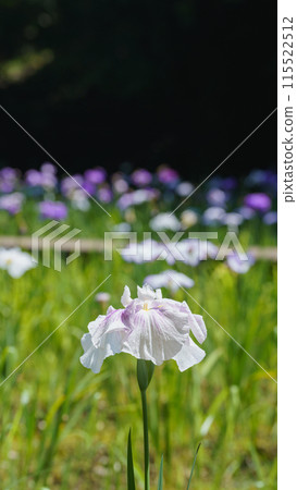 鳶尾花 115522512