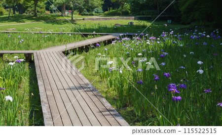 [千葉縣千葉市]泉宮公園的菖蒲花田裡盛開的菖蒲花 115522515