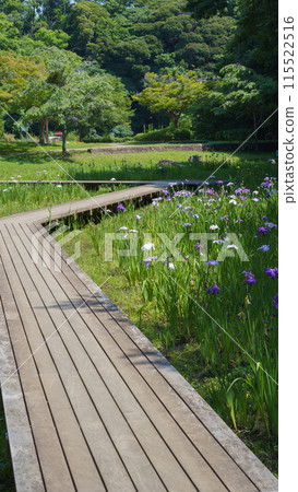 [千葉縣千葉市]泉宮公園的菖蒲花田裡盛開的菖蒲花 115522516
