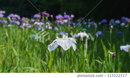 鳶尾花 115522517