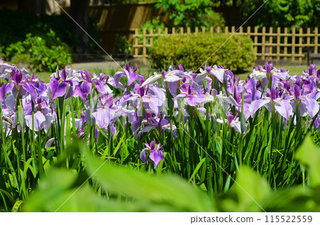Iris flowers at Johoku Iris Garden in Osaka Iris flowers at Johoku Iris Garden in Osaka 115522559