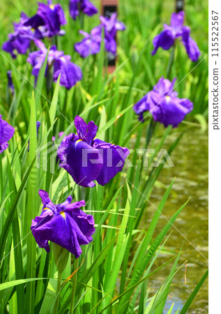 Iris flowers at Johoku Iris Garden in Osaka Iris flowers at Johoku Iris Garden in Osaka 115522567