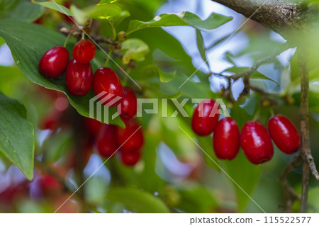 dogwood berry on a tree close-up 115522577