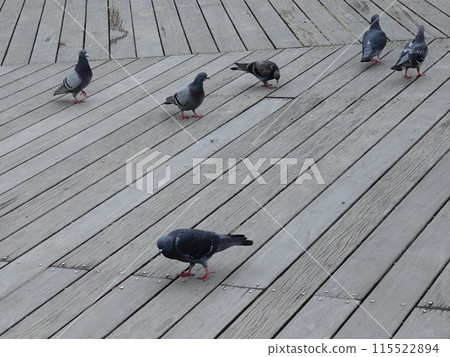 Pigeons playing on the wooden floor in the park② Pigeons playing on the wooden floor in the park② 115522894