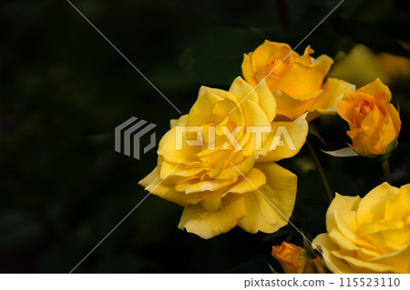 Early Summer Rose, Inca Early Summer Rose, Inca 115523110