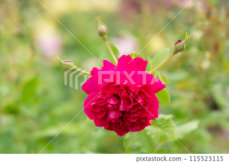 Early Summer Rose, Thomas A. Beckett 115523115