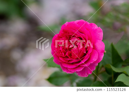 Early summer rose, deep pink Gabriel Oak Early summer rose, deep pink Gabriel Oak 115523126