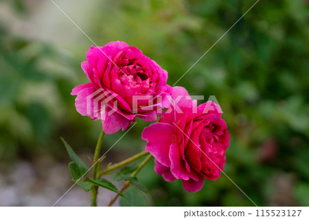 初夏玫瑰色、深粉紅加布里埃爾橡木 初夏玫瑰色、深粉紅加布里埃爾橡木 115523127